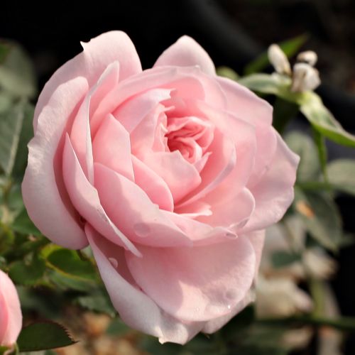 Rosen Online Shop - zwergrosen - rosa - Rosa Blush Parade® - diskret duftend - Olesen, Pernille & Mogens N. - Als Randdekoration geeignet, wirkt auch auf Terassen in Kübeln hübsch Blüht üppig und gruppenweise. Für alle, die Pastellfarben mögen.